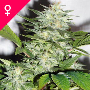 Buy K-Train Feminized Seeds