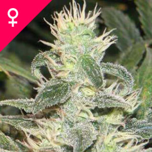 Buy Mexican Haze Feminized Seeds