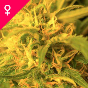 Buy Northern Lights Feminized Seeds