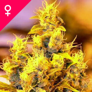 Buy NYC Diesel Feminized Seeds