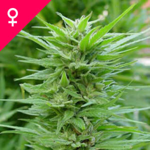 Buy Pure Power Plant Feminized Seeds