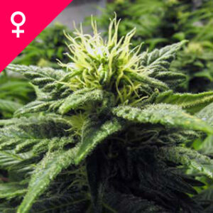 Buy Skunk #1 Feminized Seeds