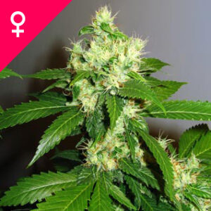 Buy Super Cheese Feminized Seeds