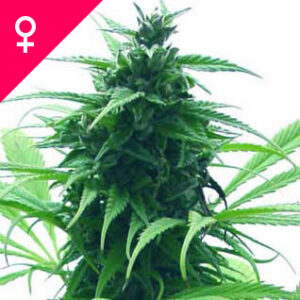 Buy Super Skunk Feminized Seeds