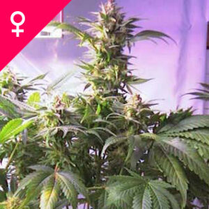 Buy Top 44 Feminized Seeds