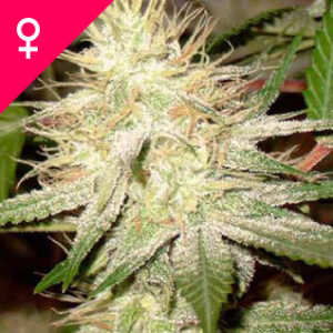 Buy White Widow Feminized Seeds