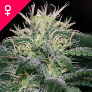 Buy WSS Skunk Feminized Seeds